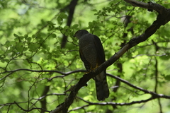 Accipiter chilensis