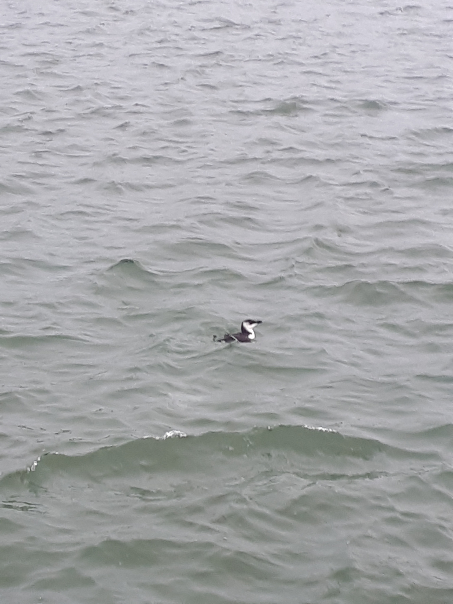 Alca torda Linnaeus, 1758