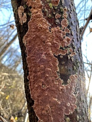 Peniophora incarnata