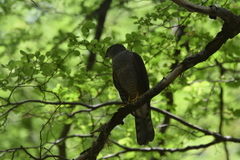 Accipiter chilensis