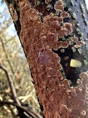 Peniophora incarnata