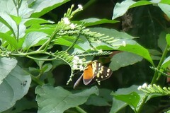 Heliconius hecale