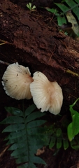 Collybiopsis neotropica