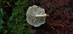 Collybiopsis neotropica
