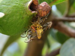 Tephritidae