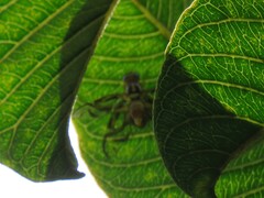 Tephritidae
