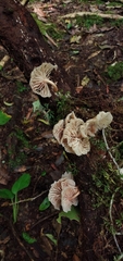 Collybiopsis neotropica