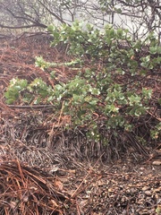 Arctostaphylos luciana