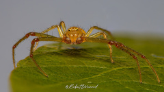 Diaea puncta