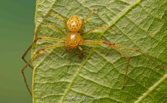Diaea puncta