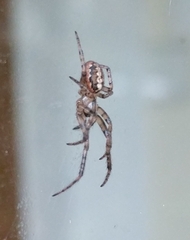 Zygiellinae