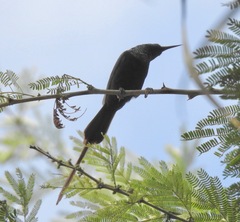 Nectarinia kilimensis