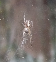 Zygiellinae