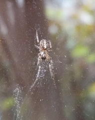 Zygiellinae