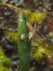Lepanthes mucronata