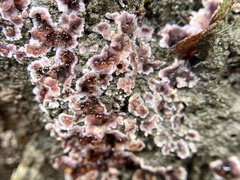 Punctularia atropurpurascens