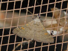 Naarda xanthonephroides