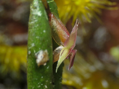 Lepanthes mucronata