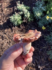 Lactarius rubrilacteus