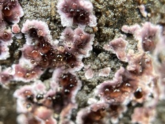 Punctularia atropurpurascens