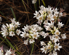 Allium lacunosum
