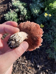 Lactarius rubrilacteus