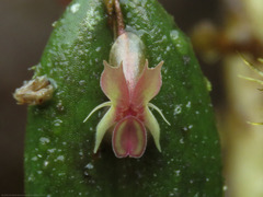 Lepanthes mucronata