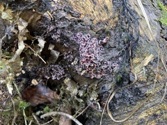 Punctularia atropurpurascens