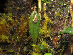 Lepanthes mucronata