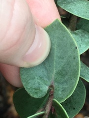 Arctostaphylos luciana