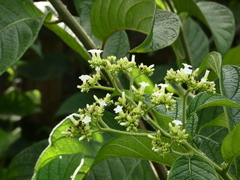 Heliotropium verdcourtii