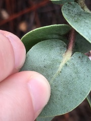 Arctostaphylos luciana