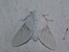 Balacra pulchra