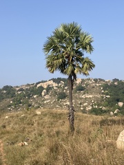 Borassus flabellifer