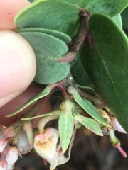 Arctostaphylos luciana