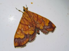 Cryptosara caritalis