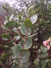 Arctostaphylos luciana