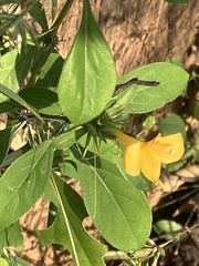 Barleria prionitis