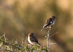 Euplectes albonotatus