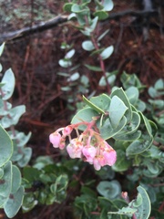 Arctostaphylos luciana