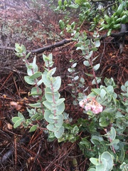Arctostaphylos luciana