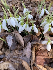 Galanthus elwesii