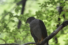 Accipiter chilensis