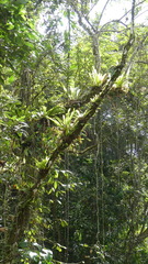 Niphidium crassifolium