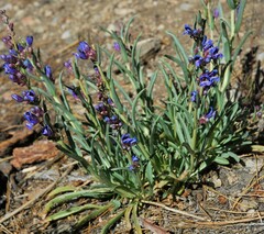Penstemon speciosus