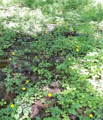 Ranunculus hispidus caricetorum