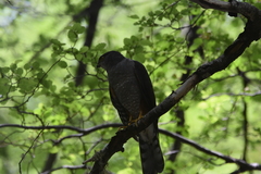 Accipiter chilensis