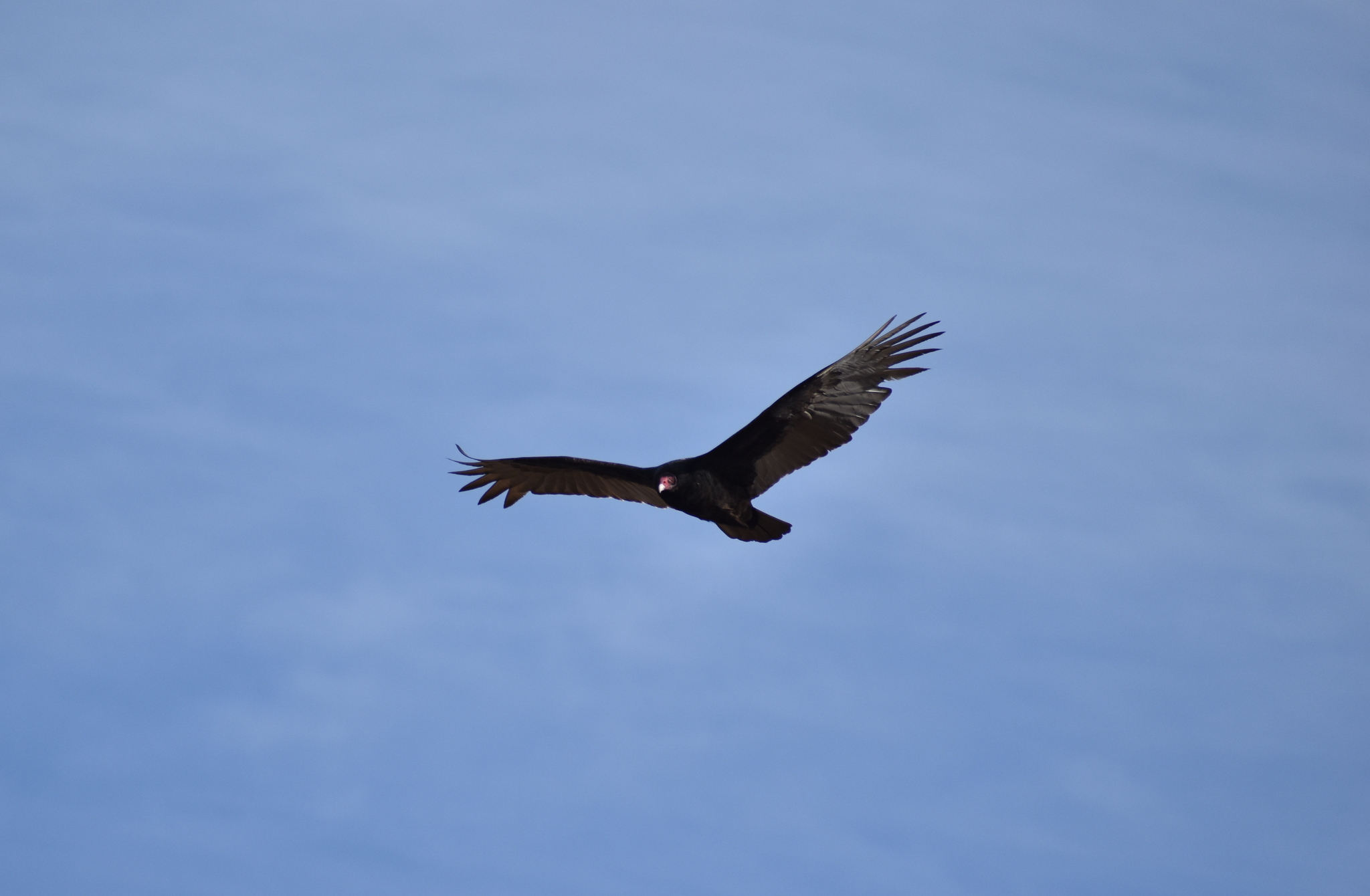 Cathartes Aura (Linnaeus, 1758)