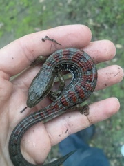 Elgaria multicarinata multicarinata