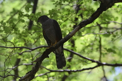 Accipiter chilensis